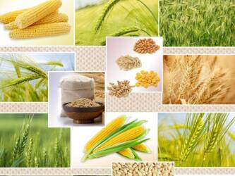 CERATA 140 CLASSICO WF-4626A