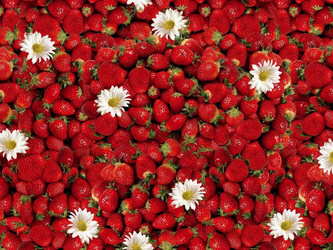 CERATA 140 FLORISTA 01156-00