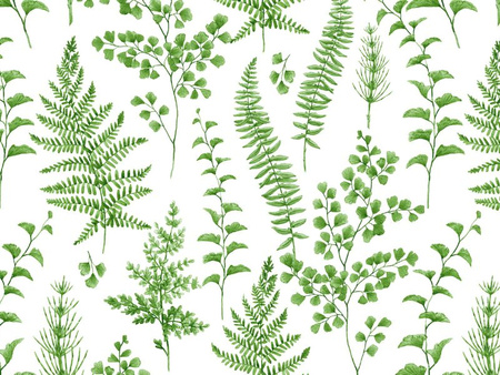 CERATA 140 CLASSICO M-6708-1